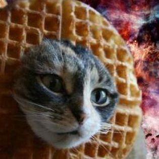 Wafflekitty