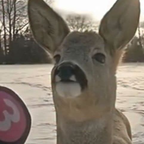 636