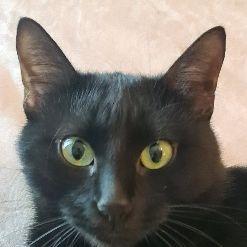 omerenj avatar