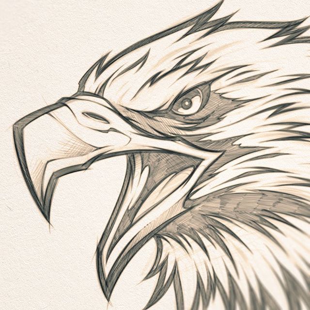 WildEagles