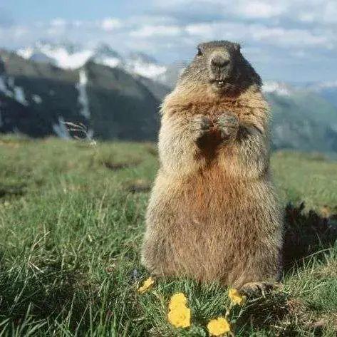 MarvinMarmot