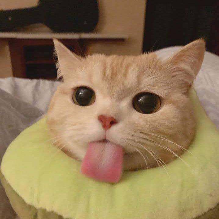 lilYangg avatar
