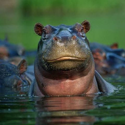 HoreluRelu