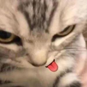 1ceop avatar