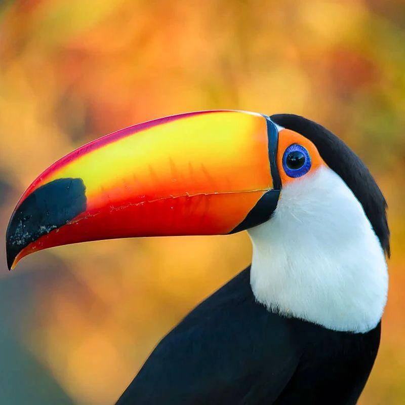 TropicToucan avatar