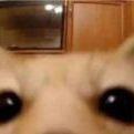 -oeuf-
