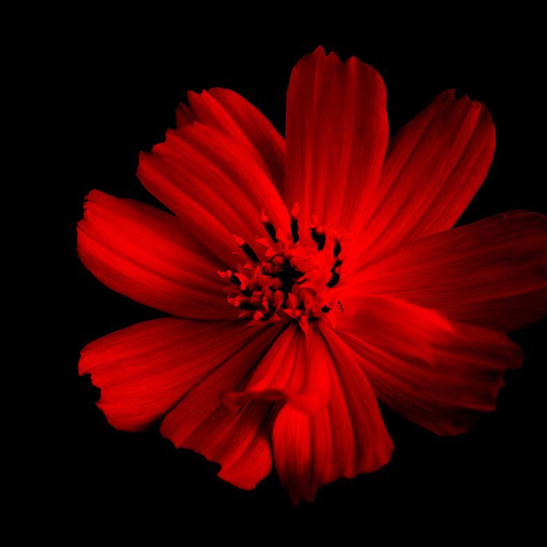 REDRED1