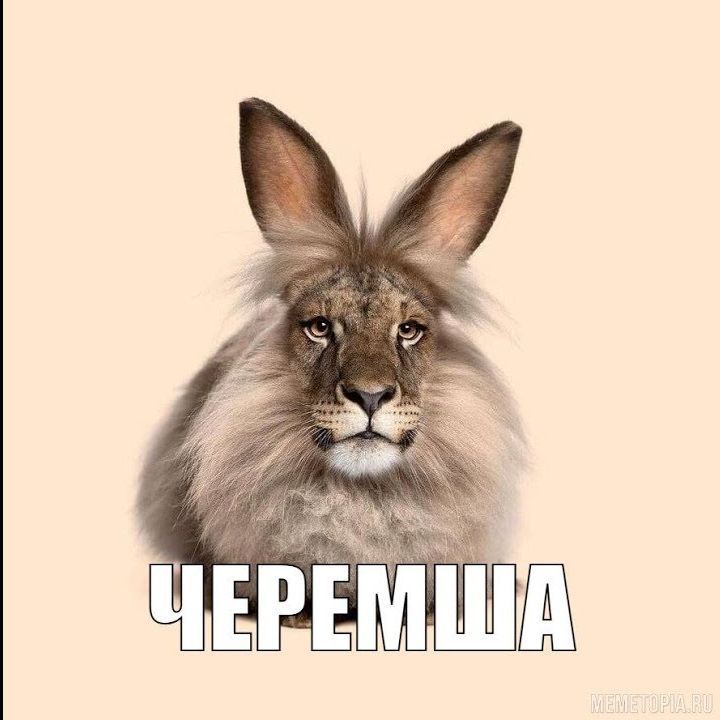 Ceremsha