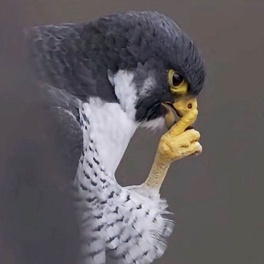 AKOUSTIK ANIMALS