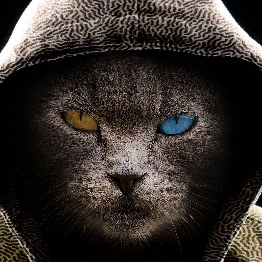 big_boss1112 avatar