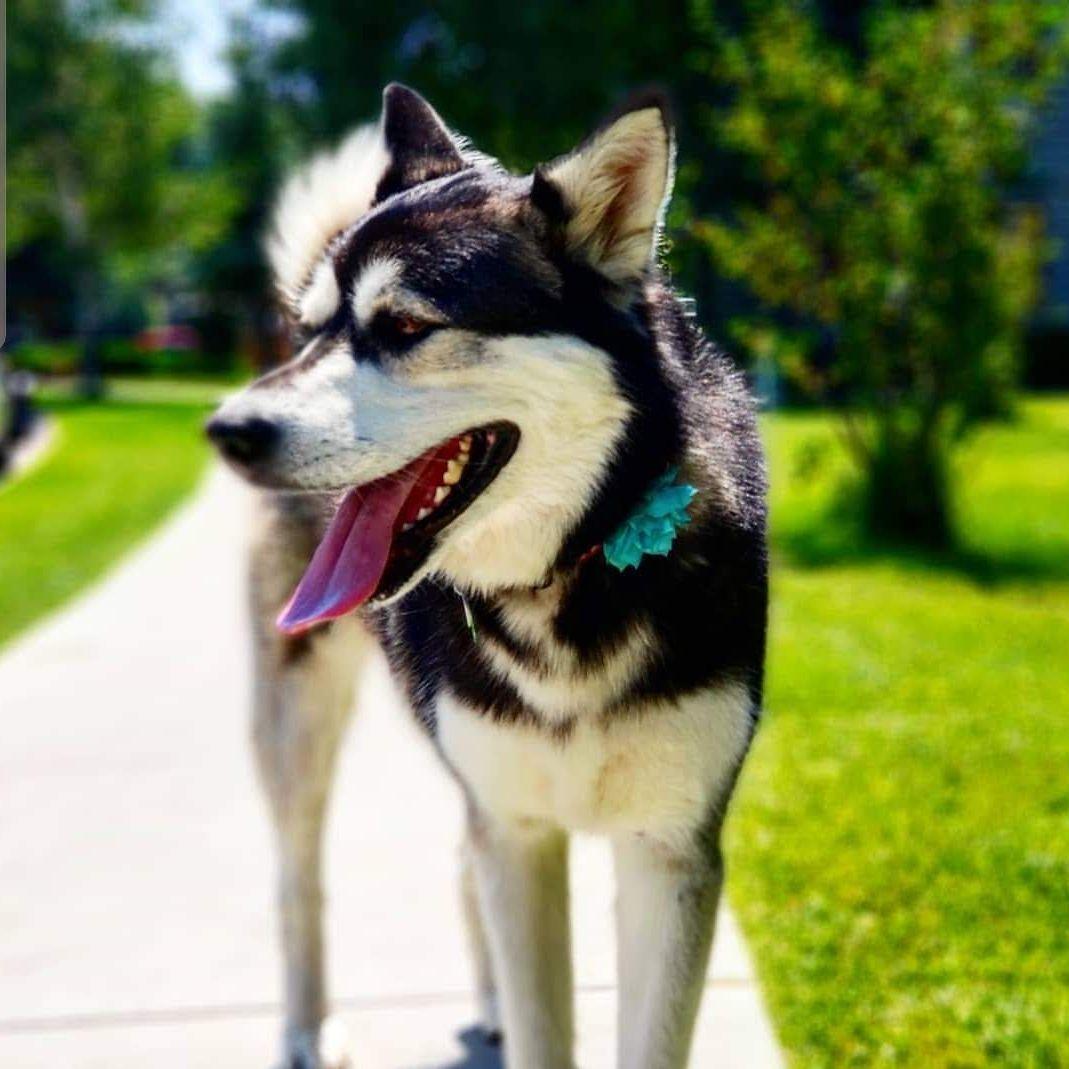 Themalamute avatar