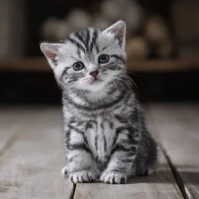 _masikkk