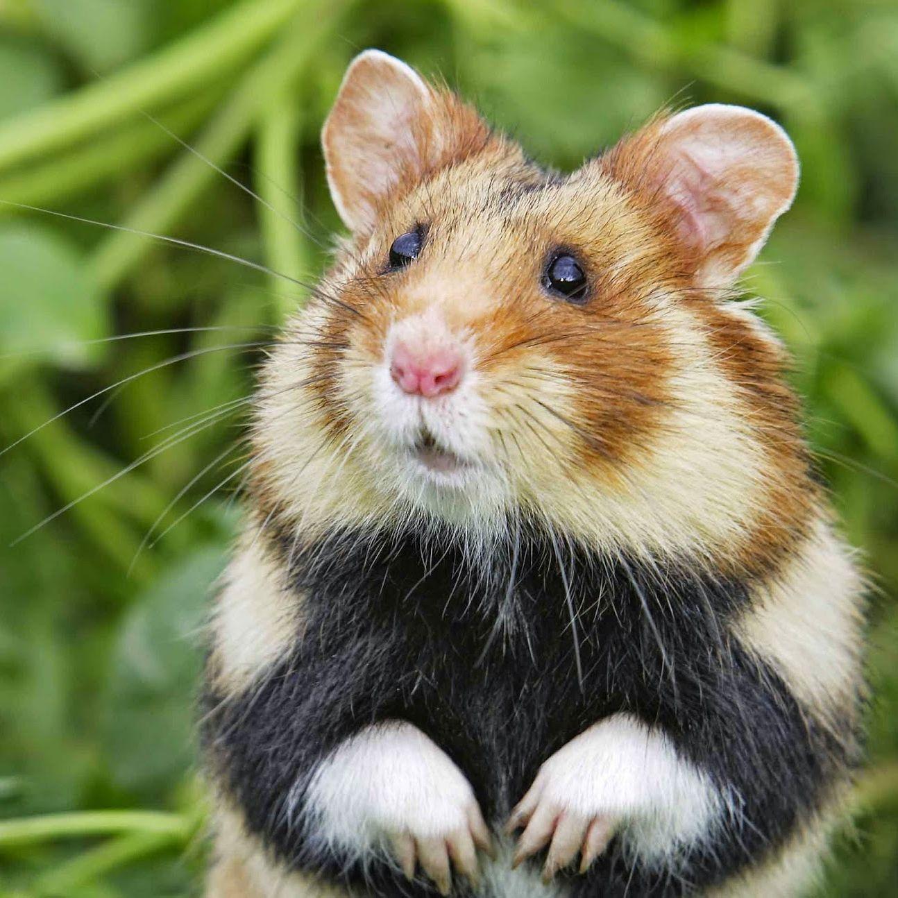 hamster7642 avatar