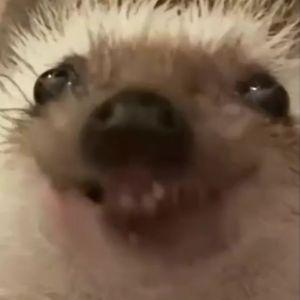 lepllikon avatar