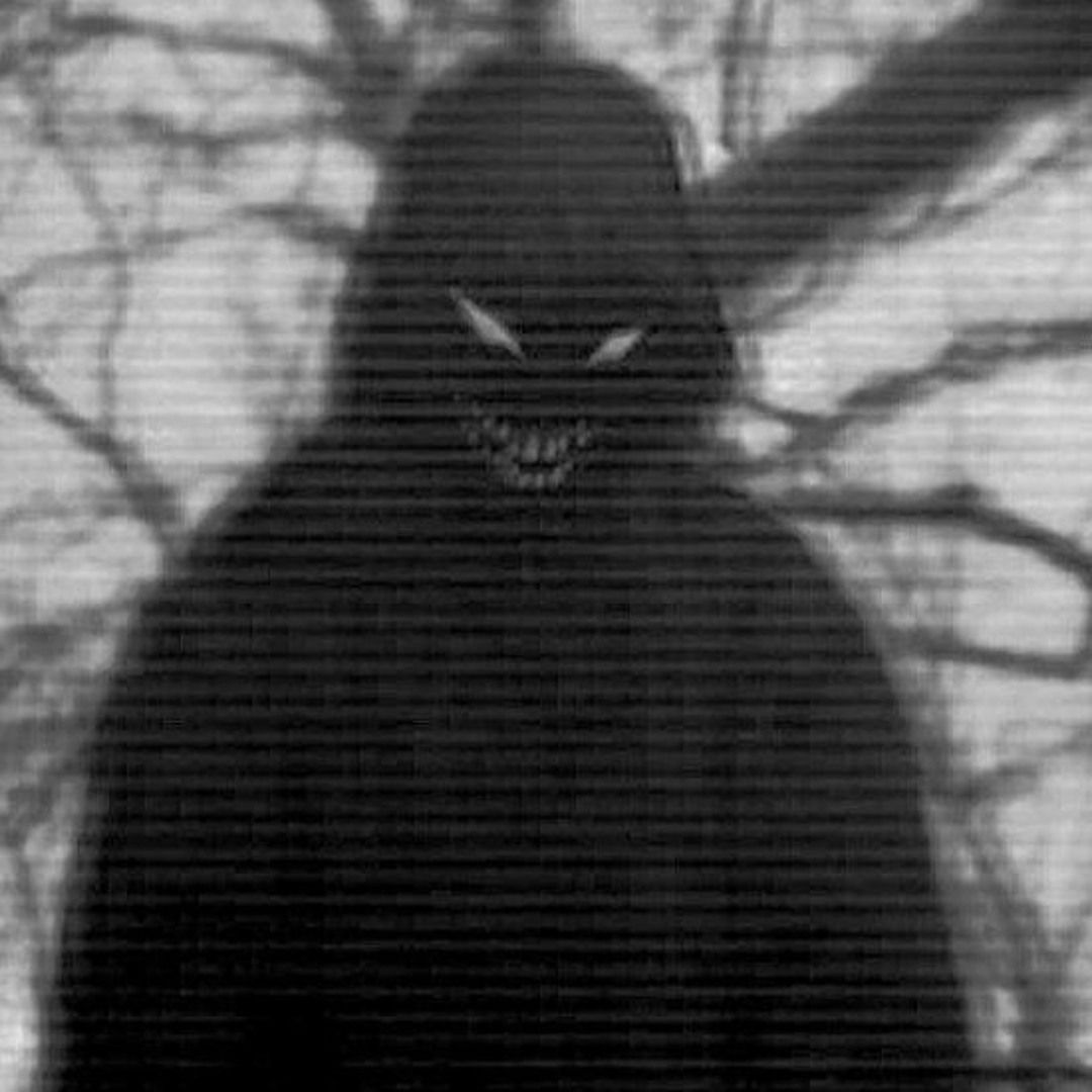 dimmi avatar