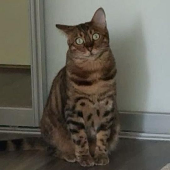 CATLOVER