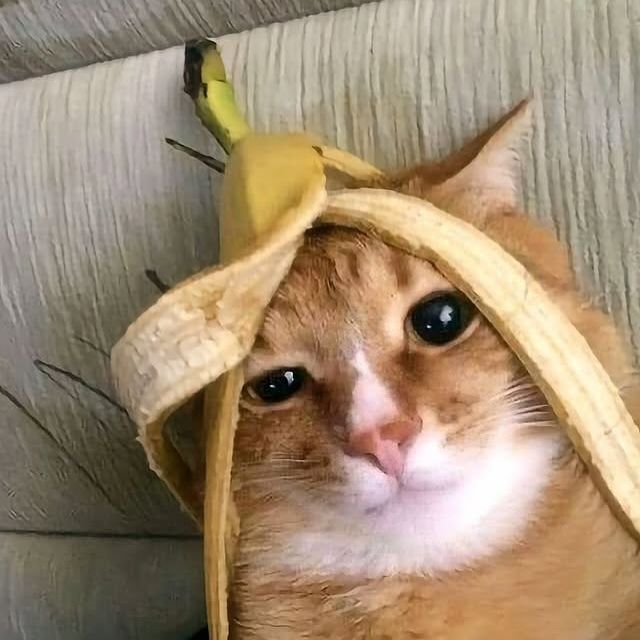 freakycat123 avatar