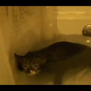 MlemCat