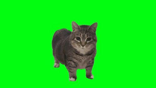 mastacall avatar