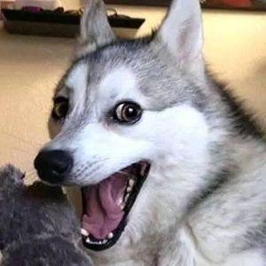 CozoNakk avatar