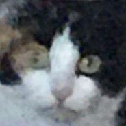 xDMaximilian avatar