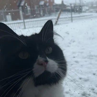 boov