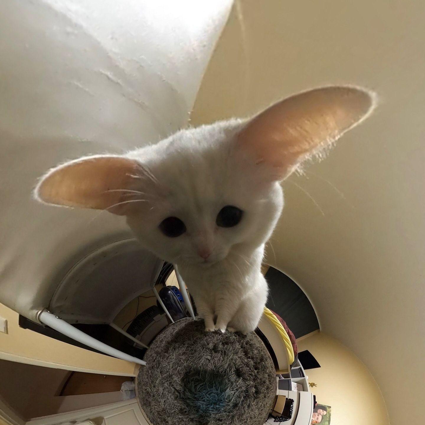 Yottenheims avatar