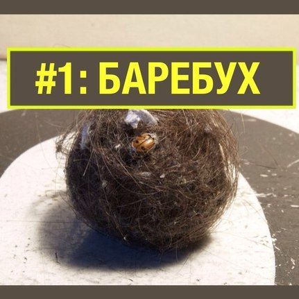 -bApEbyX- FACEIT avatar