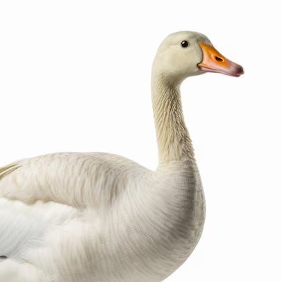 team_GoodGoose-_-