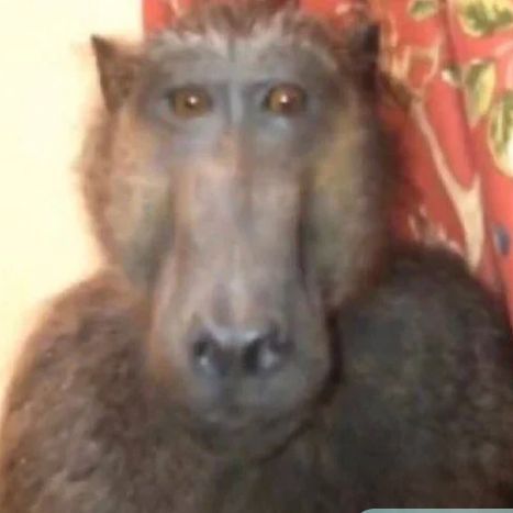 PiDaRasik_