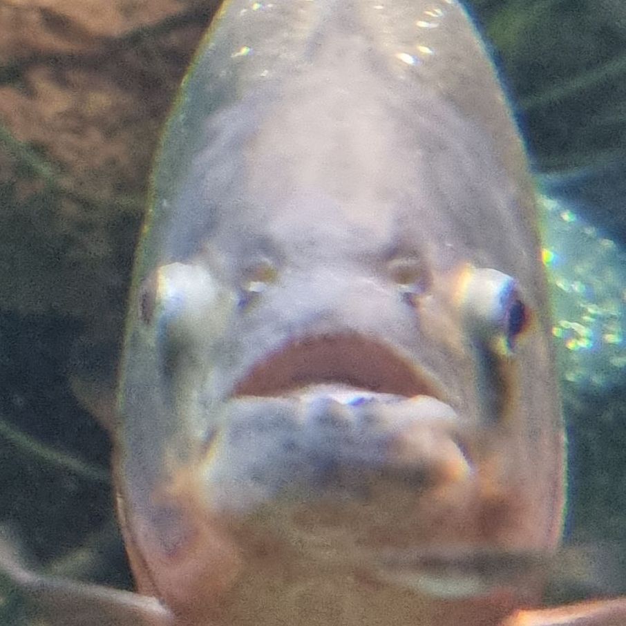 ne_nub_
