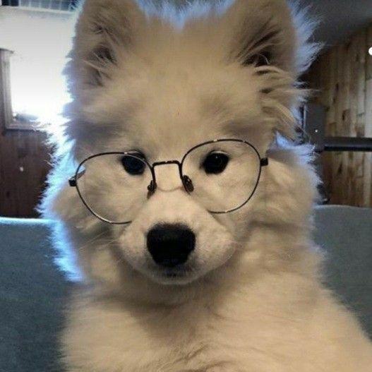 moderator
