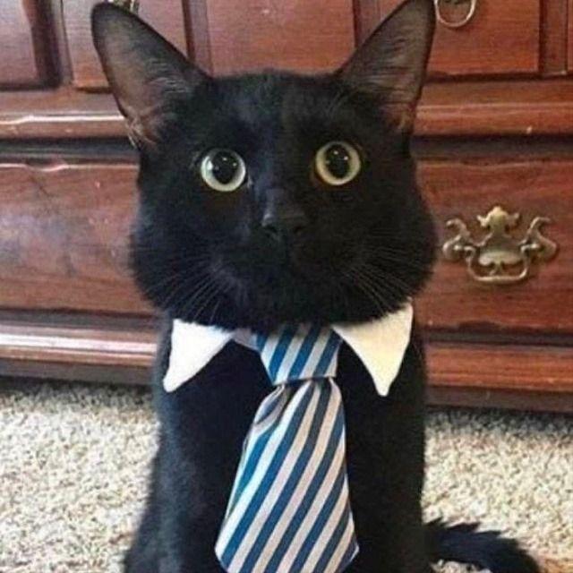 furyyyQ avatar