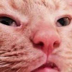 bertilelite avatar