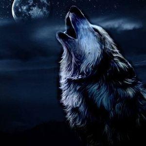 Player Wolf_Meseng avatar