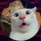 MelonLover69 avatar