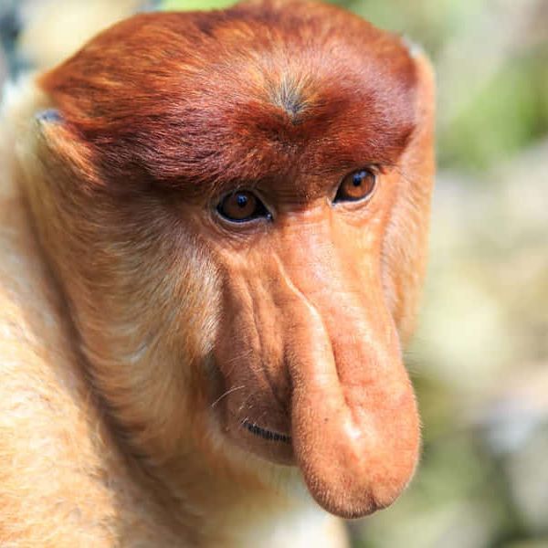 Tvoynosebal