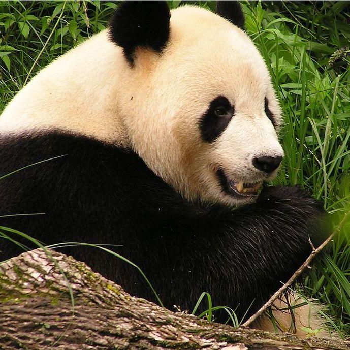 nepanda