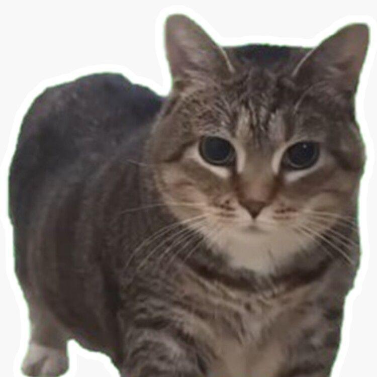 Spinning_Cat avatar