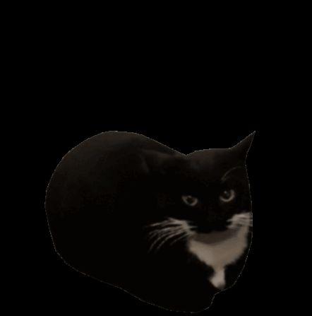 shm1dt avatar