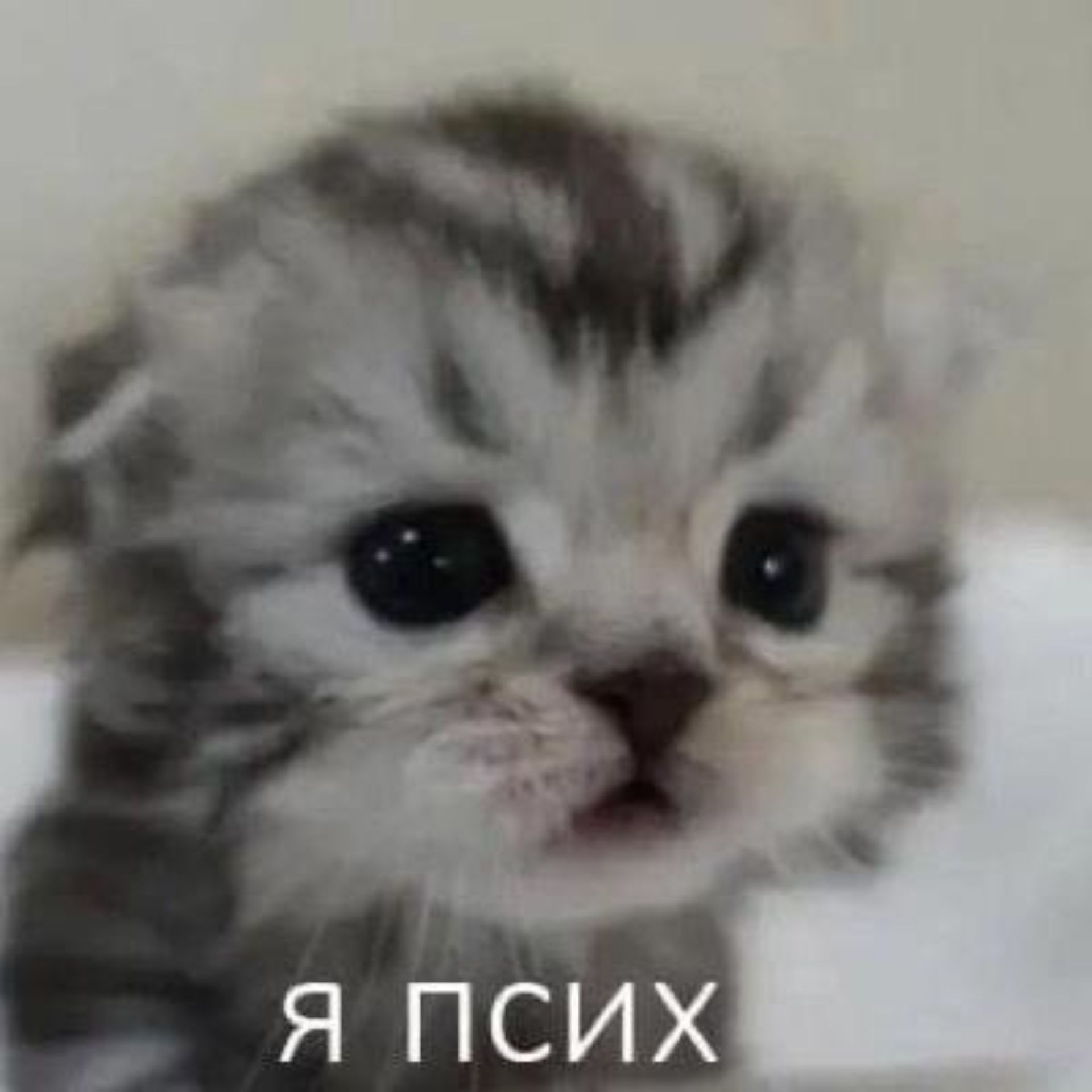 team_cheern1ka
