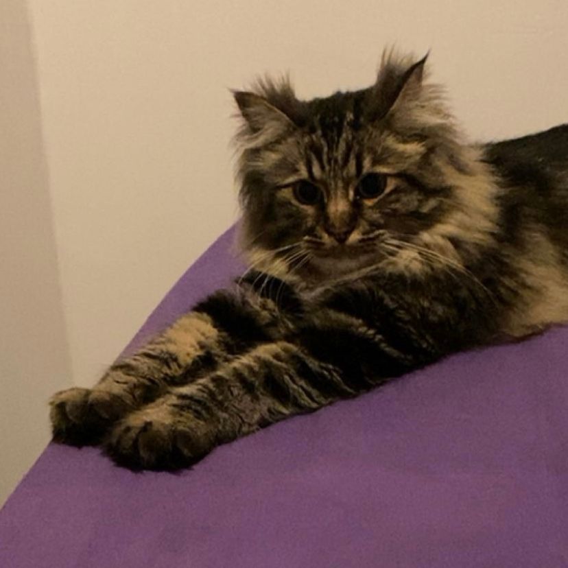 tarko