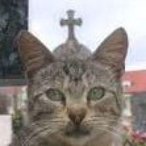 Bohopo avatar