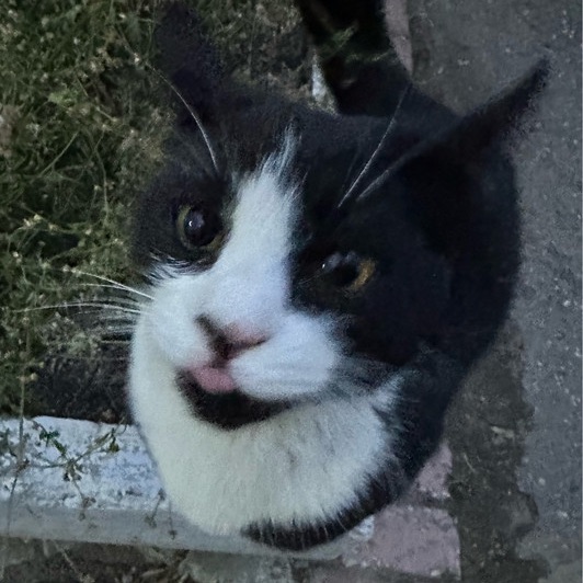 helfreaki