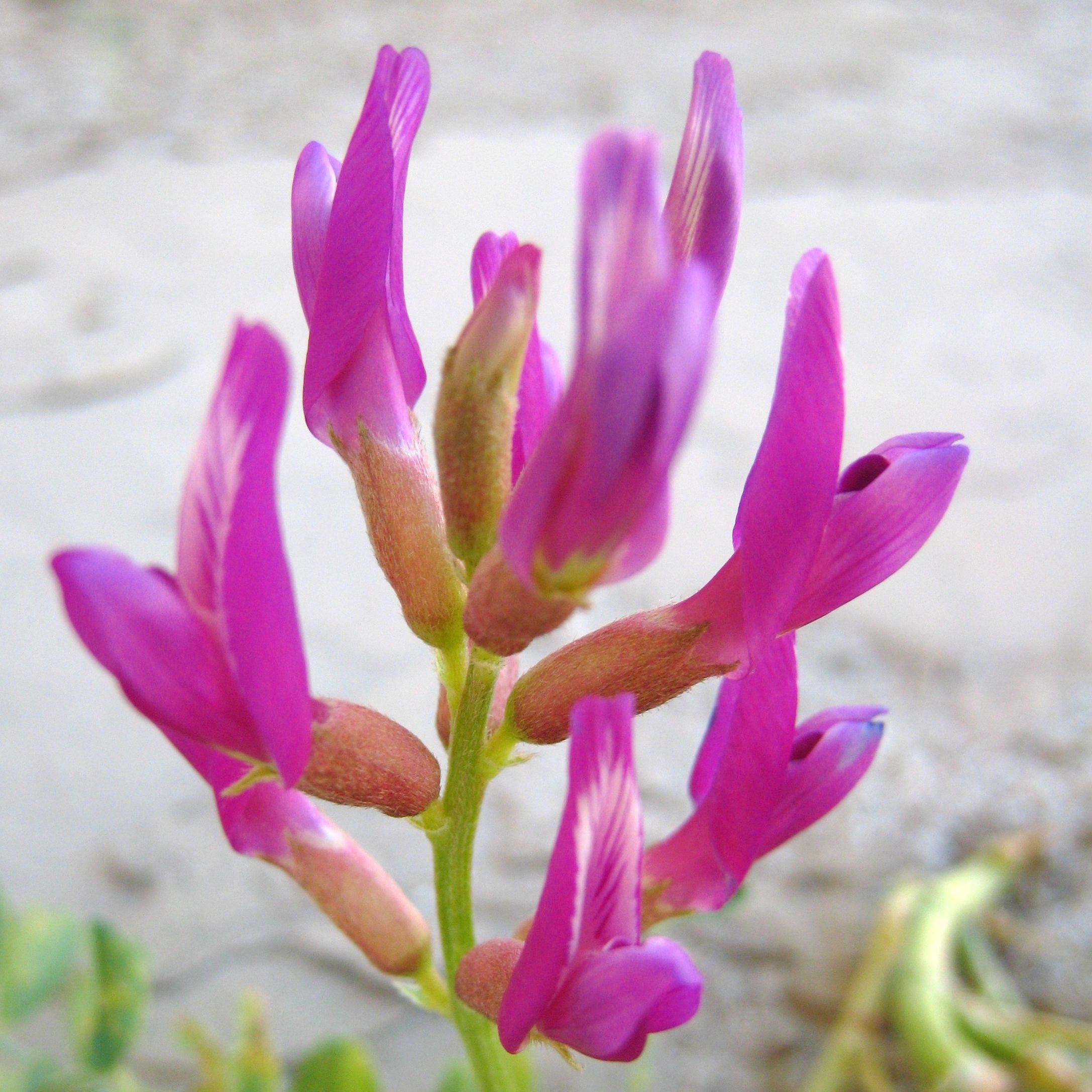 Astragalus
