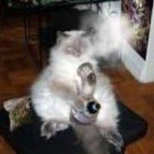 Smokeymcpuff avatar