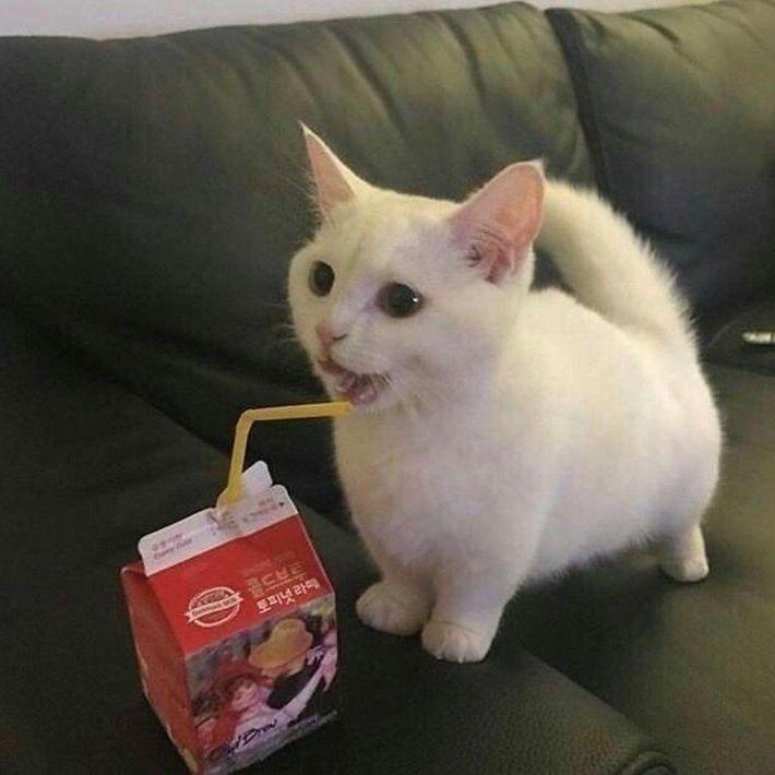 miuqi avatar