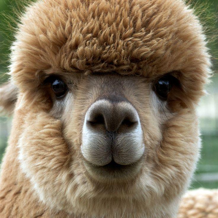 _Alpaca228_ avatar