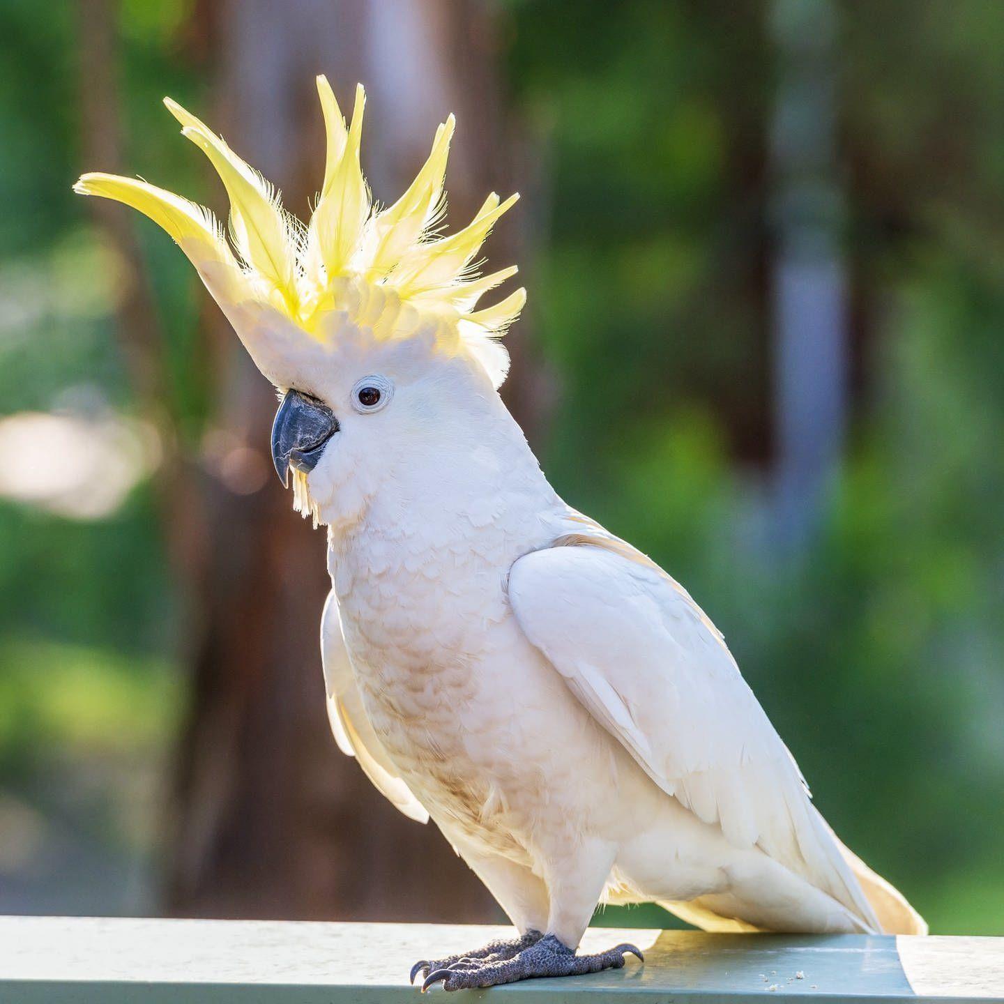 KaKaDuo avatar