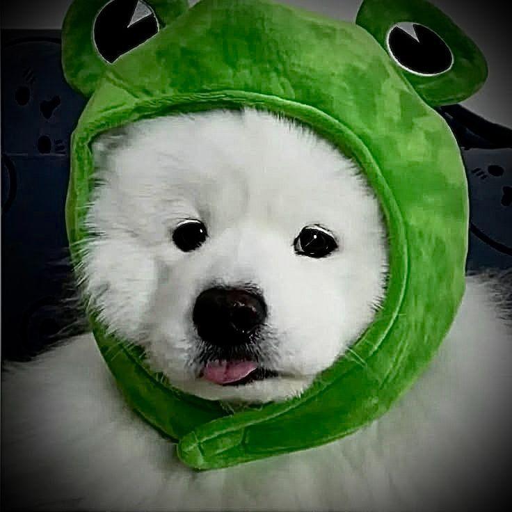 kiat0 avatar